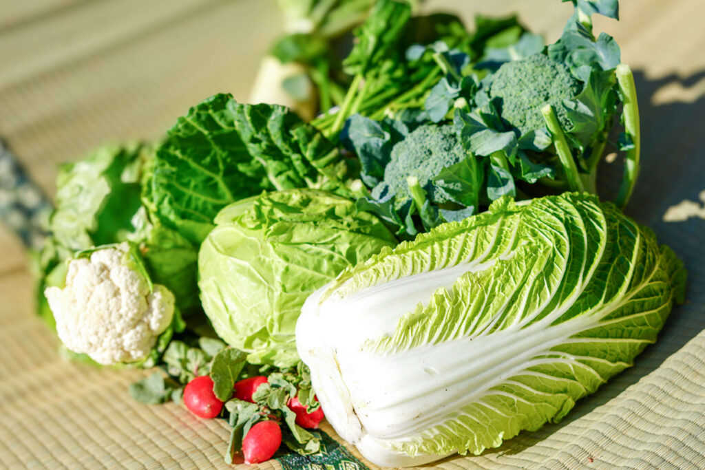 新鮮な野菜たち